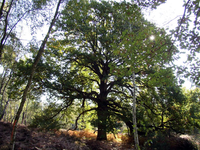 L'ancien de la Claye 1